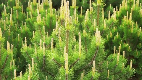 Close up of Pine or Fir tree branches moving on wind. Stock Footage 82041085