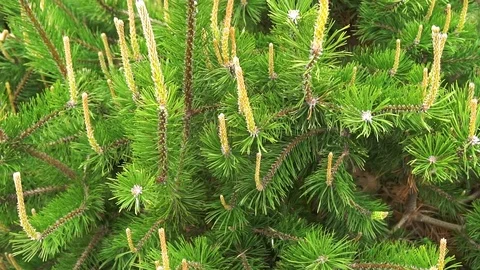 Close up of Pine or Fir tree branches moving on wind. Stock Footage 82224306