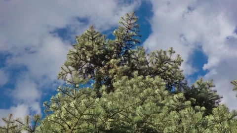 Close up of Pine or Fir tree branches moving on wind. Sunlight through needle Stock Footage 119848026