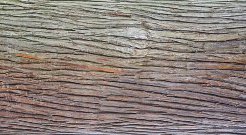 Close-up of an pine Stock Photos