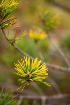Close up of a pine Stock Photos