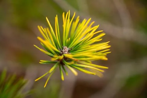 Close up of a pine Stock Photos