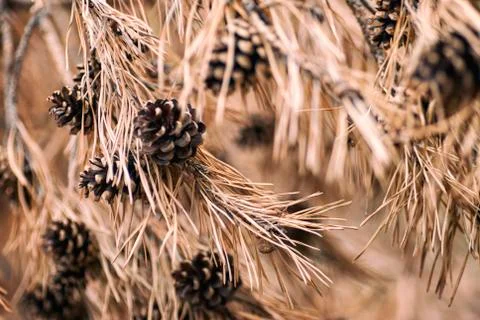 Close up of pine (pinus) cones. Stock Photos