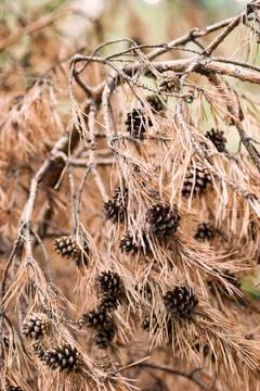Close up of pine (pinus) cones. Stock Photos