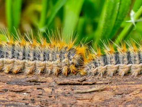 A close-up of a pine processionary caterpillar on a piece of wood Stock Photos