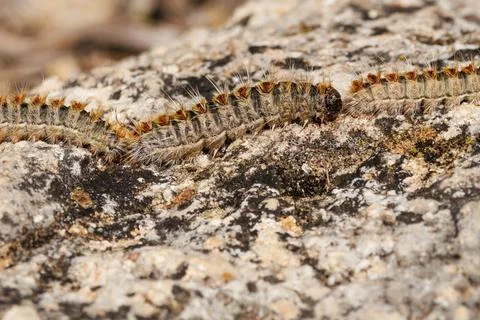 Close-up of a pine processionary caterpillar in procession on a rock 写真素材