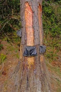 Close up of pine resin extraction from pine trees. Crude pine oleoresin Stock Photos