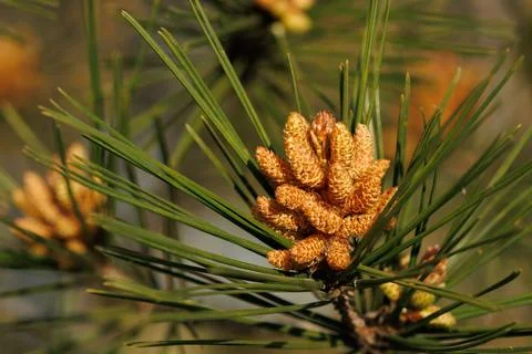 Close-up of pine seeds in spring Stockfoto's