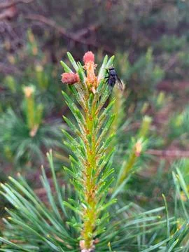 Close-up of pine shoots with a fly perched on them. Stock Photos