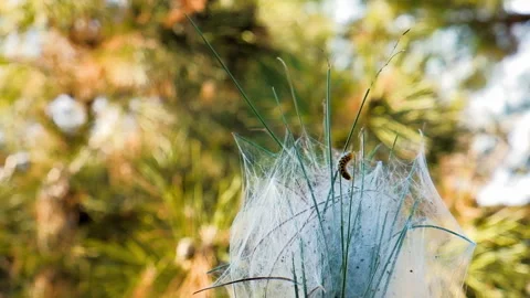 Close up of Pine silkworm on cocoon on pine branch Stock Footage 245476639