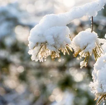 Close up of pine in the snow Foto stock