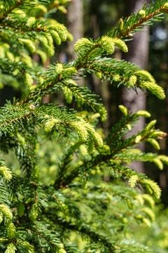 A close up of a pine tree adorned with yellow flowers Stock Photos