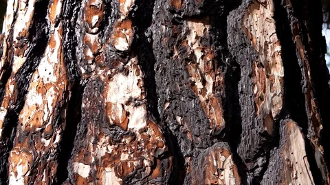 Close up of a Pine tree after a forest fire Video stock 124125835