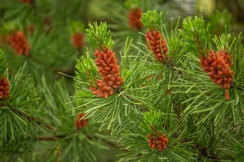 A close-up of a pine tree and cones in spring Stock Photos