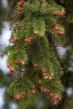 Close up of Pine tree and fresh Pine nuts in the spring Stock Photos