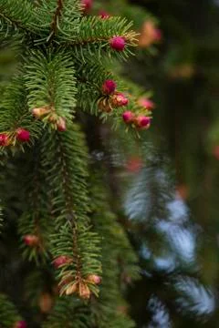 Close up of Pine tree and fresh Pine nuts in the spring Stock Photos