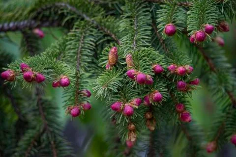 Close up of Pine tree and fresh Pine nuts in the spring Stock Photos