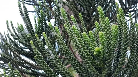 Close Up Of Pine tree and wind  the branch movement Stock-Footage 154202454