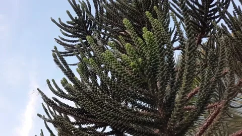 Close Up Of Pine tree and wind  the branch movement Stock Footage 154492849