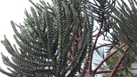 Close Up Of Pine tree and wind  the branch movement Stock Footage 154492966