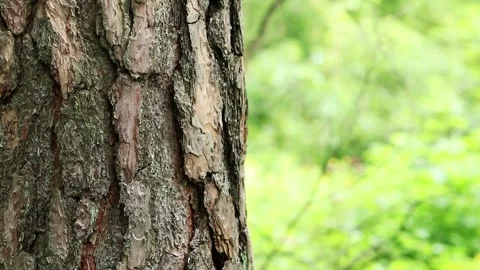 Close-up of pine tree bark in the forest for natural background Stock Footage 310461731