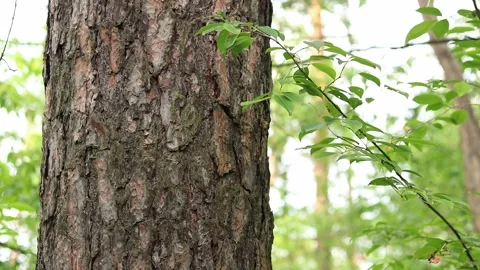 Close-up of pine tree bark in the forest Stock Footage 310461820