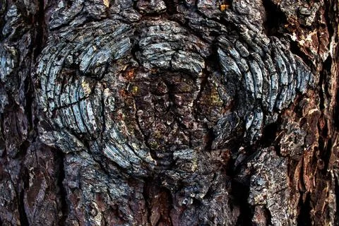 Close Up Pine Tree Bark Knot Texture Detail Stock Photos