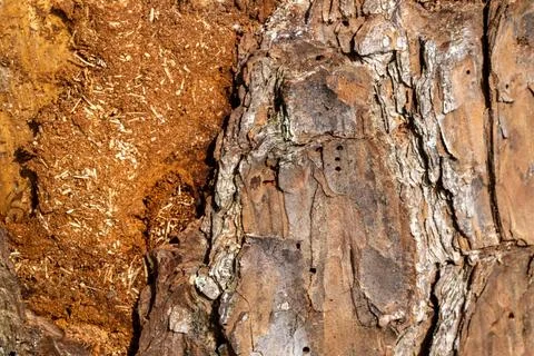 Close up of Pine tree bark Stock Photos
