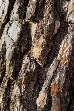Close-Up of Pine Tree Bark Stock Photos
