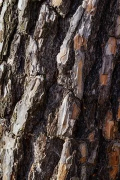 Close-Up of Pine Tree Bark Stock Photos