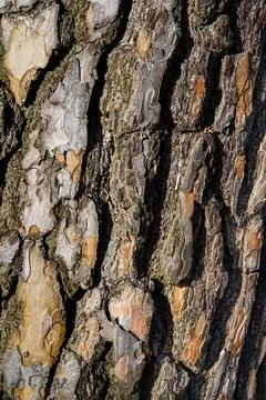 Close-Up of Pine Tree Bark Stock Photos