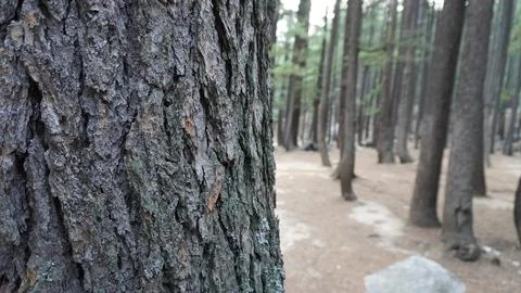 Close-up of pine tree bark with ridges, blurred forest path behind it. Stock Photos