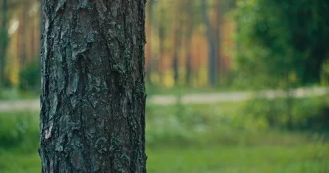Close Up of Pine Tree Bark with Soft Forest Background Stock Footage 340273769
