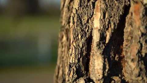 CLOSE UP: Pine Tree Bark, Sunset on Green Farmland, Tree Bark 4K 库存影片 105422472