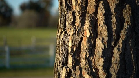 CLOSE UP: Pine Tree Bark, Sunset on Green Farmland, Tree Bark 4K 库存影片 105422575