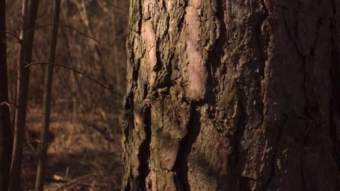 Close-up Pine Tree Bark Texture with Moving Shadows Stock-Footage 331504726