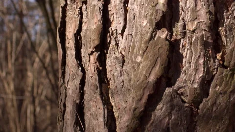 Close-up Pine Tree Bark Texture with Moving Shadows Stock-Footage 331504765