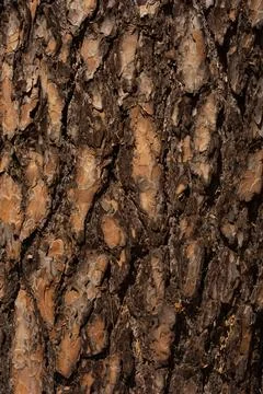Close-Up Pine Tree Bark Texture With Rough Brown Wood and Natural Pattern D.. 스톡 사진