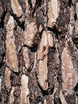 Close-Up Pine Tree Bark Texture Pattern Natural Wood Background Rustic Fore.. Stock Photos