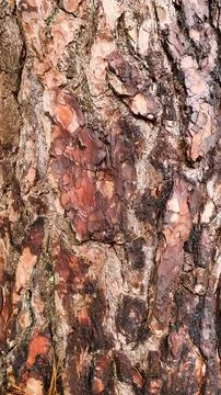 Close up of pine tree bark on a tree trunk 库存照片
