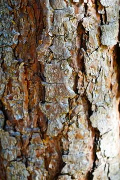 Close up of pine tree bark on a tree trunk 库存照片