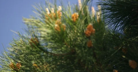 Close Up Of Pine Tree Blooming Cones On Windy Day Stock Footage 124209312