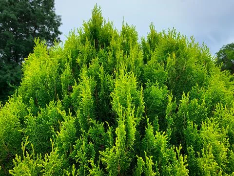 Close up pine tree with blue sky. Coniferous plant texture. Stock Photos