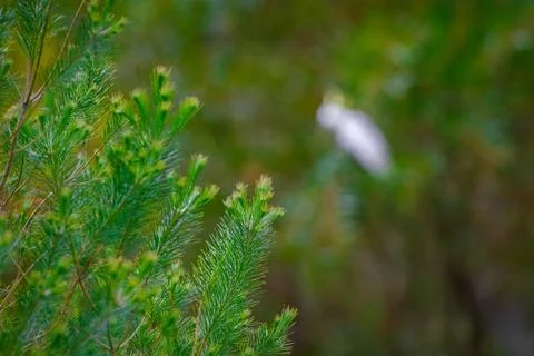 Close up of pine tree branch and white cockatoo parrot sitting on tree and .. 스톡 사진