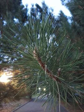 Close-up of Pine Tree Branch and Needles at Dusk Stock Photos