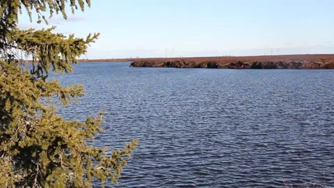 Close up of a pine tree branch on background of river horizon and grey sky Stock Footage 131046249