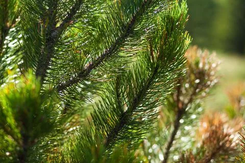 Close-up of pine tree branch. Carpathian mountains, Ukraine Stock Photos