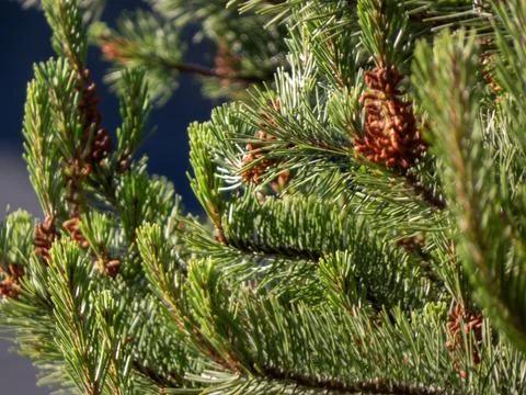 A close-up of a pine tree branch with cones and needles. Stock Photos