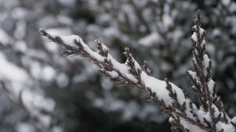 Close up of a pine tree branch covered in snow 스톡 동영상 302311604