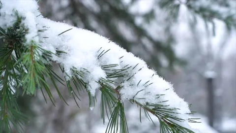 Close up of pine tree branch covered in fresh white winter snow Stock Footage 342217807